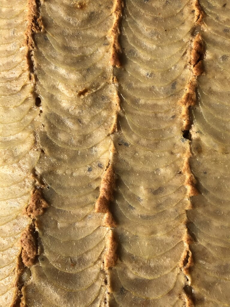 Gâteau aux poires vegan - La Coco cantine, restaurant associatif végétarien pour toustes à Place des fêtes, entre le 19ème et le 20ème arrondissement de Paris